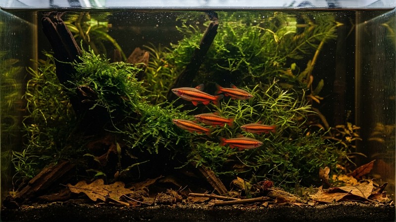 peces lápiz rojos junto a musgos y plantas finas de un pequeño acuario de cría de aguas muy oscuras y blandas