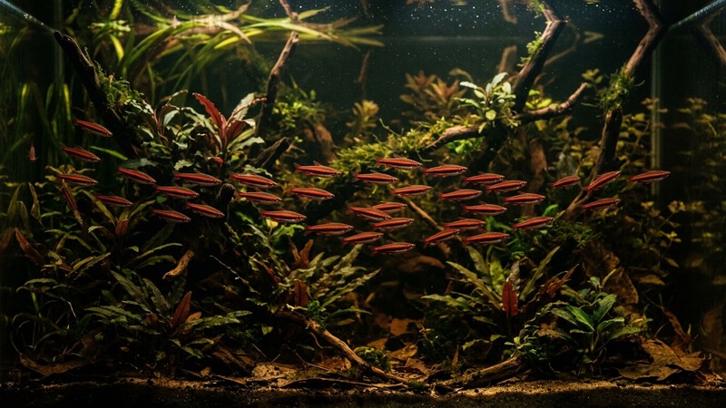 un elegante cardumen de peces lápiz rojos con su línea oscura cruzando la penumbra de un acuario amazónico muy plantado de aguas negras