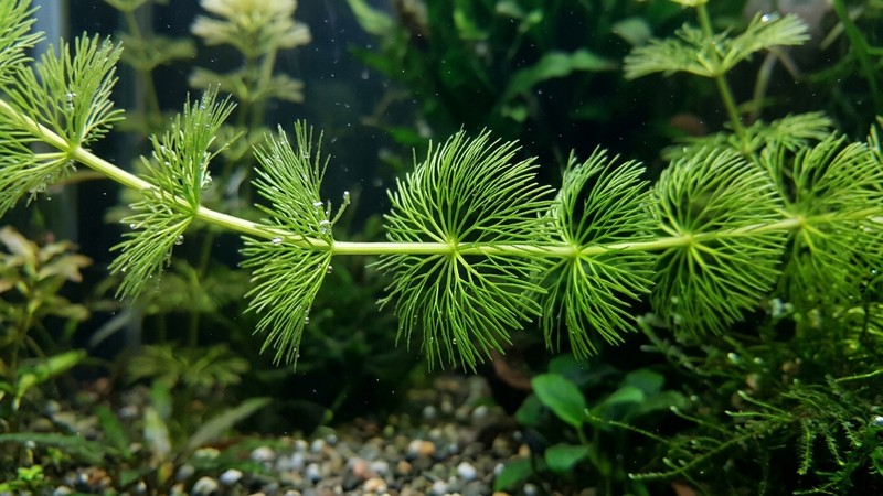 un primer plano de un tallo de ambulia con las hojas divididas en tiras finísimas formando coronas alrededor del tallo dentro del agua