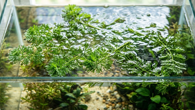 unos tallos de limnophila verde flotando sueltos en la superficie iluminada de un acuario de agua clara