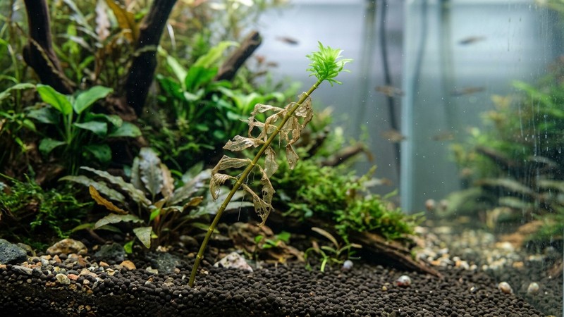 un tallo de planta de acuario pelado en su parte baja con las hojas inferiores mustias y solo un penacho verde en la punta