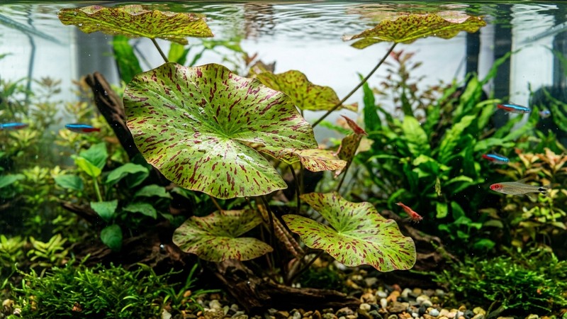 hojas de loto tigre verde salpicadas de manchas y motas rojizas con patrón atigrado, en primer plano nítido bajo el agua cristalina de un acuario