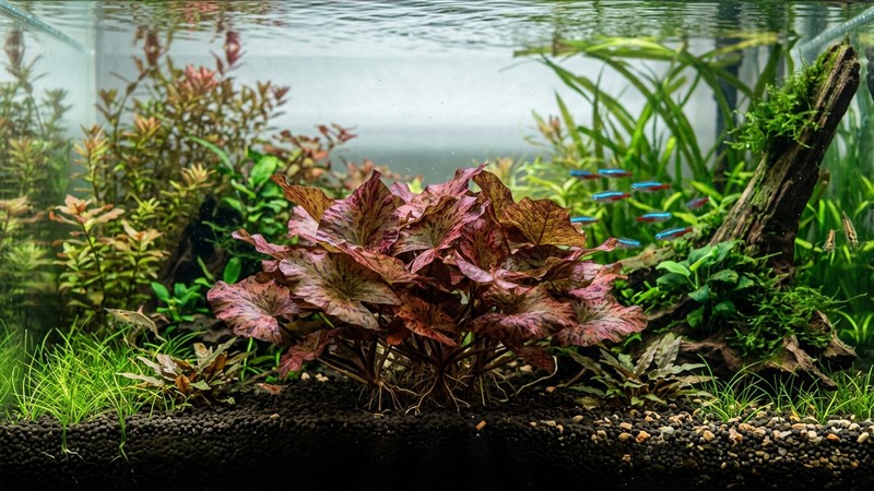 un acuario plantado donde una mata baja y compacta de loto tigre rojo permanece pegada al fondo, con hojas de punta de flecha bien coloreadas, sin tallos subiendo a la superficie