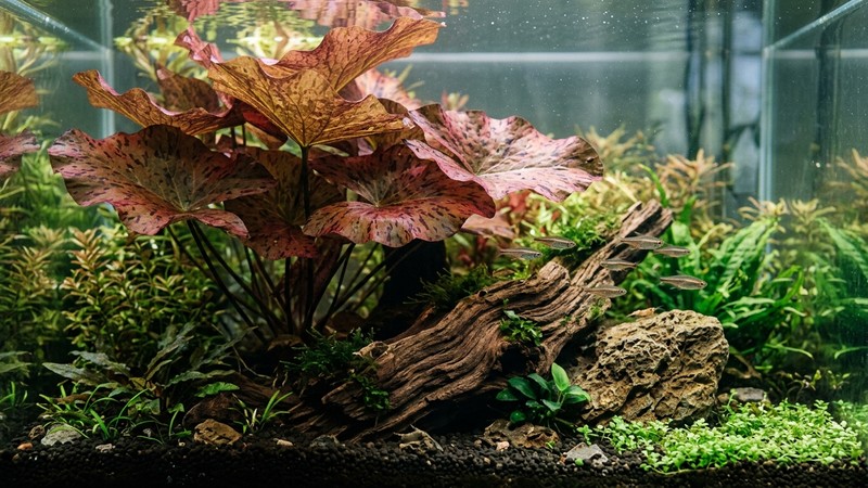 una mata de loto tigre situada junto a un tronco de madera y una roca en un acuario plantado, con sus hojas anchas creando una zona de sombra sobre la madera