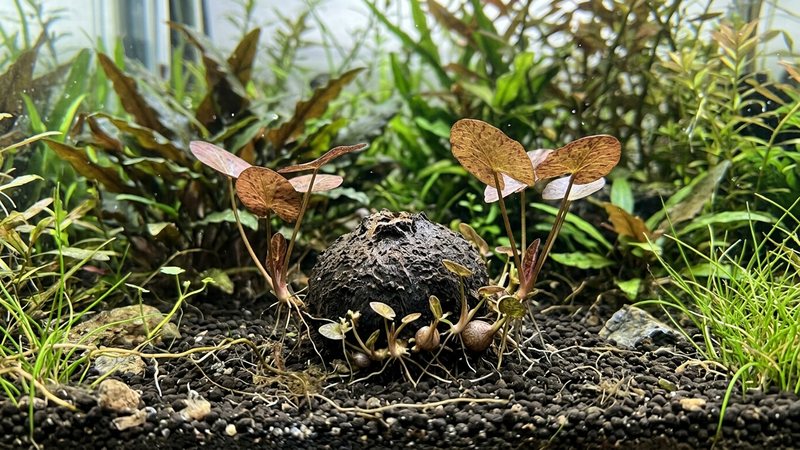 un bulbo de loto tigre con pequeños hijuelos y bulbos nuevos brotando a su alrededor sobre el sustrato oscuro de un acuario plantado
