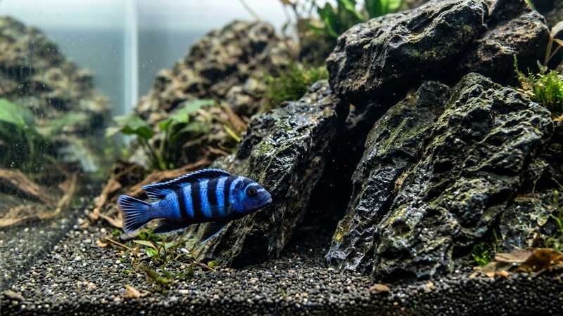 un pequeño cíclido mbuna de rayas azules y negras junto a una grieta entre rocas oscuras en el fondo de un acuario limpio, con agua cristalina