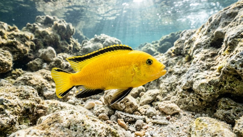 un cíclido yellow lab de color amarillo canario intenso con el borde negro en las aletas, nadando en primer plano sobre un fondo de rocas claras y agua cristalina