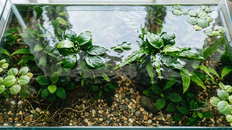 la superficie tranquila y limpia del agua de un acuario visto desde arriba, con reflejos suaves de luz natural, plantas verdes asomando y agua perfectamente clara