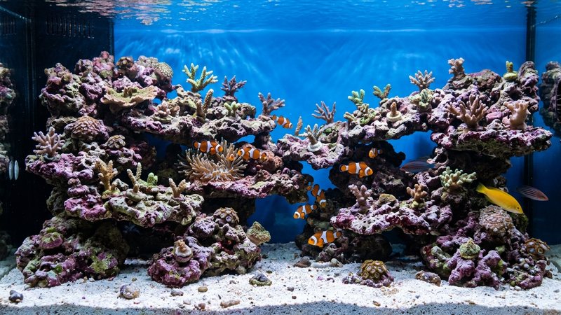 un aquascape de roca viva formando terrazas dentro de un acuario marino de arrecife, con corales incipientes y peces payaso nadando entre los huecos, agua cristalina de azul limpio