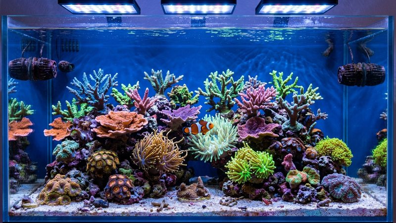 corales de arrecife fotosintéticos abiertos y coloridos bajo una potente pantalla de iluminación LED de acuario marino, con un pez payaso nadando cerca, agua cristalina de azul intenso