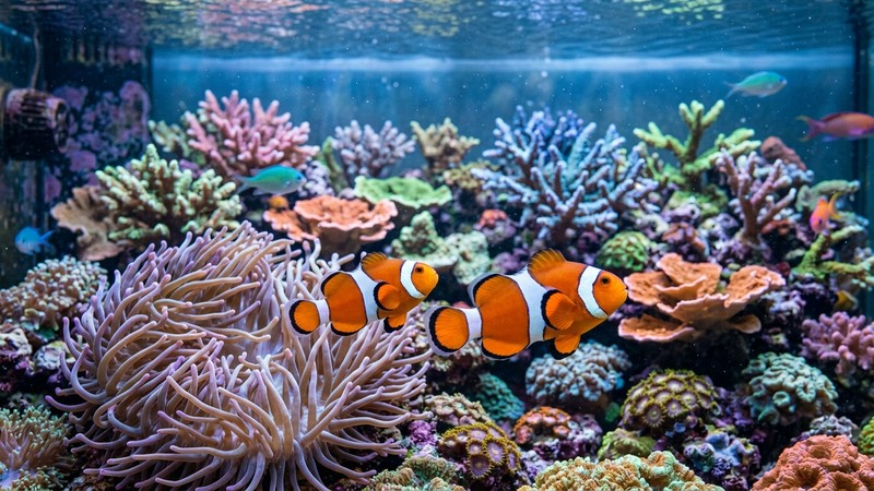 una pareja de peces payaso naranjas y sanos nadando en primer plano dentro de un vibrante acuario marino de arrecife, con corales coloridos detrás, agua cristalina azulada
