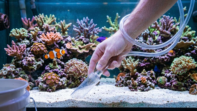 una mano realizando un cambio de agua con una manguera de sifón en un acuario marino de arrecife limpio y sano, con corales vibrantes y un pez payaso, agua cristalina azulada