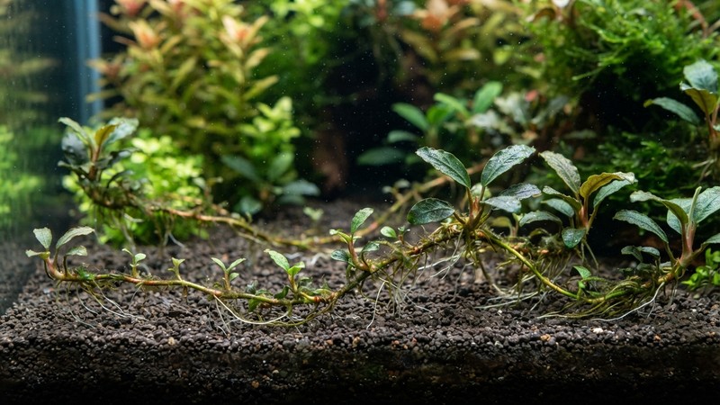 rizomas finos rastreros de una planta acuática reptando en reposo sobre un sustrato oscuro de grano fino bajo el agua clara de un acuario
