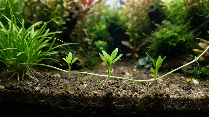 un corredor rastrero de planta acuática extendiéndose sobre el sustrato con hojas nuevas saliendo a lo largo del recorrido en un acuario limpio