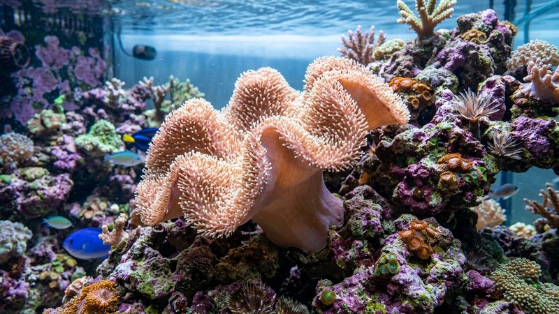 un coral blando tipo cuero mecido suavemente por la corriente en un acuario de arrecife, cuerpo carnoso y flexible con pólipos extendidos, superficie aterciopelada, roca viva alrededor, agua limpia y colores realistas