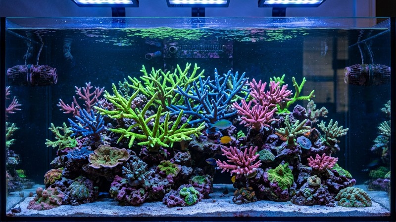 un jardín de corales duros SPS de colores vivos en un acuario de arrecife maduro, ramas finas verdes, azules y rosadas creciendo sobre roca, agua cristalina, iluminación azul actínica realista de arrecife