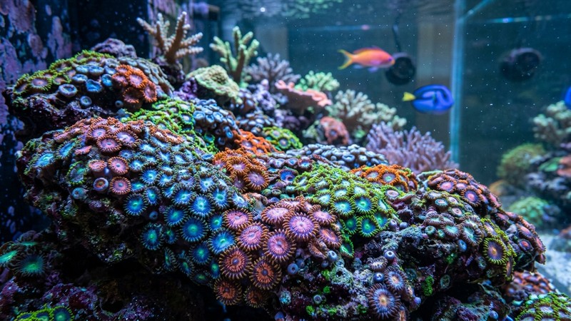 una colonia de zoanthus de colores tapizando la roca como una alfombra de discos brillantes, pólipos planos en verdes fosforescentes, naranjas y azules eléctricos, primer plano nítido en un acuario de arrecife