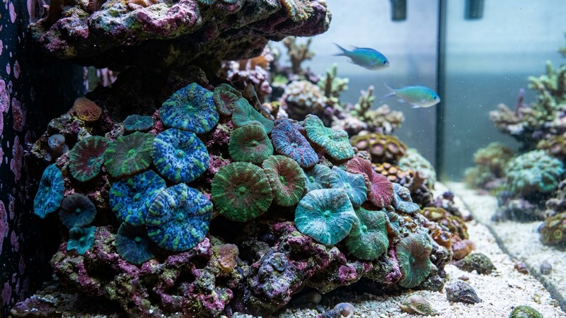 discosomas o corales hongo, discos carnosos y lisos con textura moteada, en verdes, azules y rojizos, sobre la zona baja y sombreada de la roca de un acuario de arrecife, agua cristalina