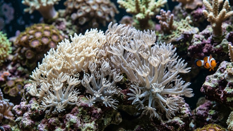 un coral blando xenia pulsante en un acuario de arrecife, sus pólipos con forma de pequeñas manos plumosas abriéndose y cerrándose, mecidos por un flujo suave, tonos crema y grisáceos, primer plano detallado