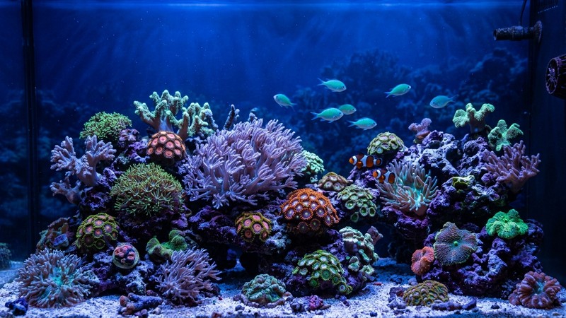 una escena de acuario de arrecife bañada por luz azul actínica que penetra a profundidad, corales blandos y roca viva envueltos en un ambiente azulado realista como el fondo del océano, agua cristalina