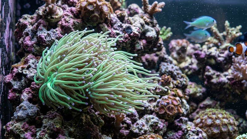 un coral euphyllia con sus tentáculos balanceándose lentamente por un vaivén suave de agua en un acuario de arrecife, tentáculos largos y luminosos en primer plano, roca viva de fondo, colores realistas