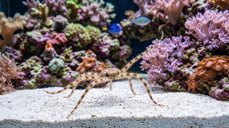 una ofiura, estrella frágil de patas finas, desplazándose sobre la arena limpia del fondo entre corales blandos de un acuario de arrecife, escena natural y equilibrada, agua transparente