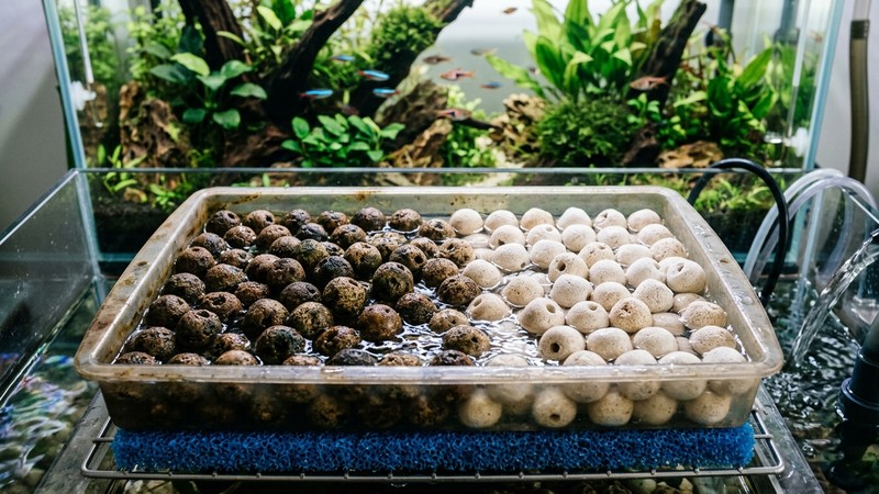 una bandeja de filtro donde conviven canutillos cerámicos viejos oscurecidos junto a canutillos nuevos más claros, ordenados en reposo, con un acuario cristalino al fondo