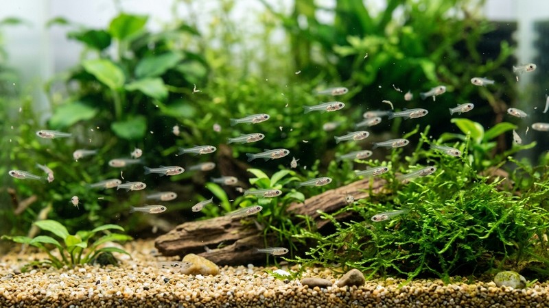 alevines diminutos nadando en agua cristalina de un acuario de cría, con partículas mínimas de alimento vivo suspendidas cerca de ellos, colores vivos y realistas, sin manos