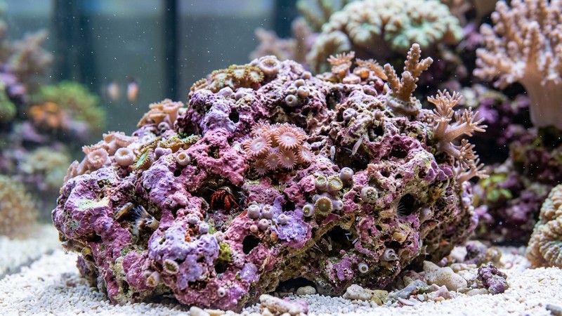 un primer plano de roca viva con vida marina en sus poros, cubierta de alga coralina rosada y pequeños pólipos, dentro de un acuario de agua cristalina