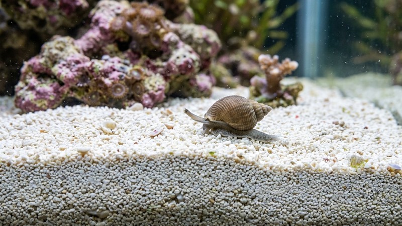 una fina capa de arena coralina blanca en el fondo de un acuario marino, textura granulada limpia con un caracol arenero desplazándose sobre ella, agua clara