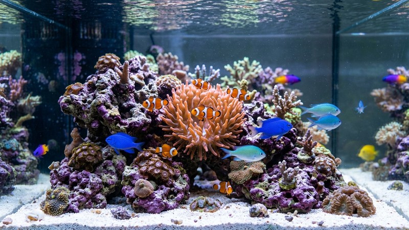 peces payaso y damiselas pequeñas nadando tranquilos entre roca viva dentro de un acuario marino de agua cristalina, colores vivos y realistas