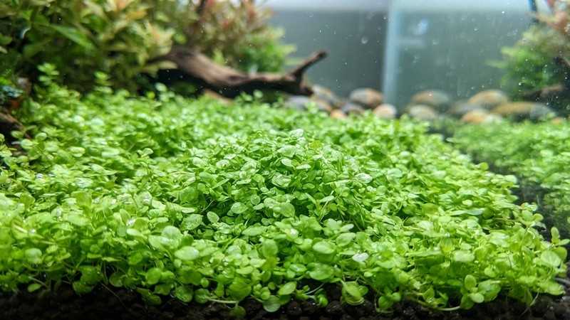 un primer plano de hojitas redondeadas de un verde claro fresco de Monte Carlo apretadas formando una alfombra densa sobre el fondo de un acuario de agua transparente