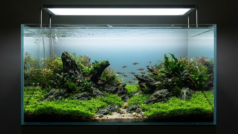 un aquascape plantado bien iluminado por una potente pantalla led con una alfombra verde de Monte Carlo cubriendo el primer plano bajo agua cristalina