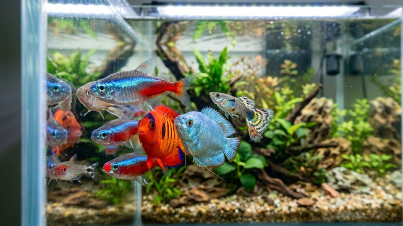 varios peces de colores agrupados junto al cristal frontal de un acuario limpio, mirando hacia afuera