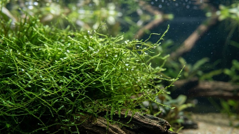 un primer plano de la maraña de finos filamentos verdes del musgo de Java con sus hojitas diminutas en agua muy clara