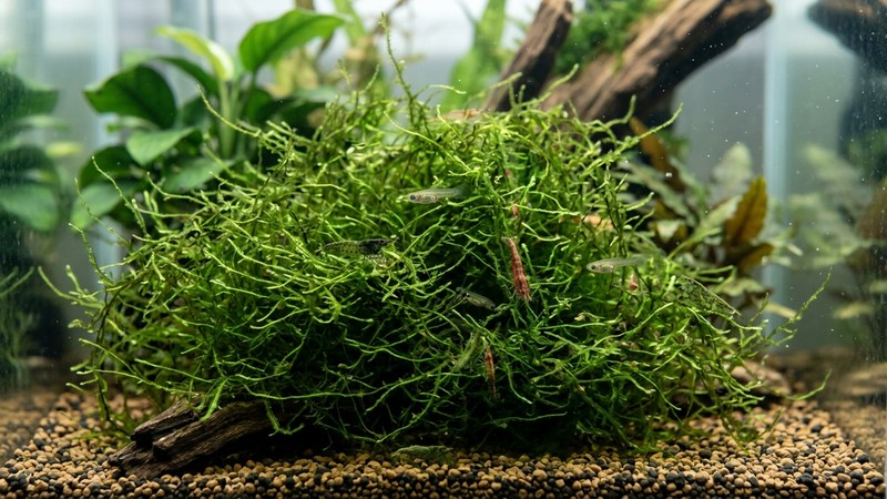 una densa mata de musgo de Java verde con alevines diminutos y pequeñas gambas escondidos entre las hebras en un acuario limpio