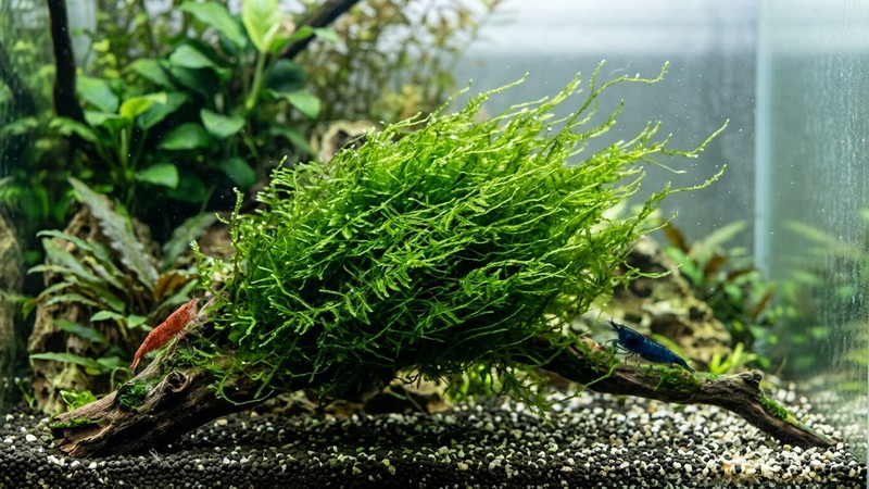 una mata de musgo de Java verde y sano meciéndose con una corriente suave de agua cristalina en un acuario limpio