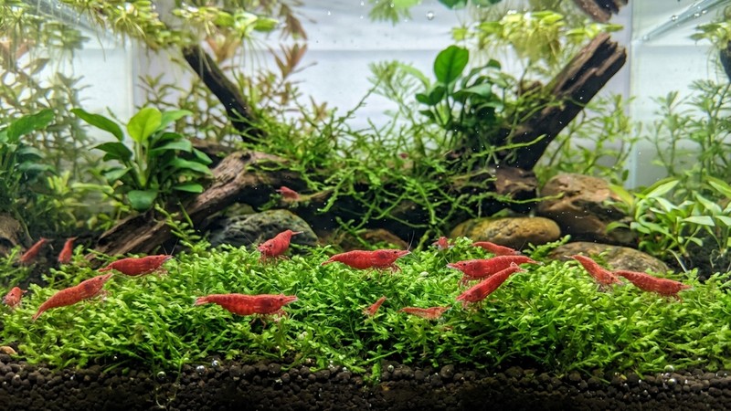 varias gambas neocaridina rojas pastando sobre una alfombra de musgo de Java verde en un acuario plantado y muy limpio