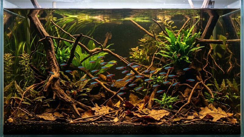 un acuario amazónico con troncos, raíces y hojas secas, agua ligeramente ambarina y tetras neón nadando entre plantas