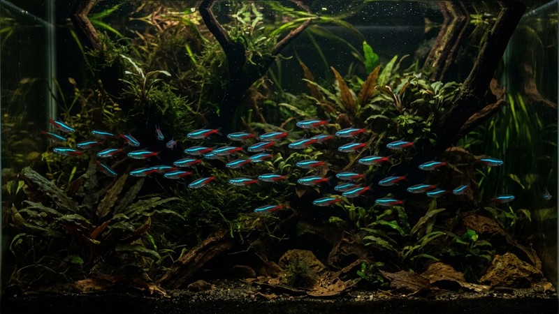 un cardumen de tetras neón cruzando la penumbra de un acuario amazónico muy plantado con sus rayas azules y rojas brillando