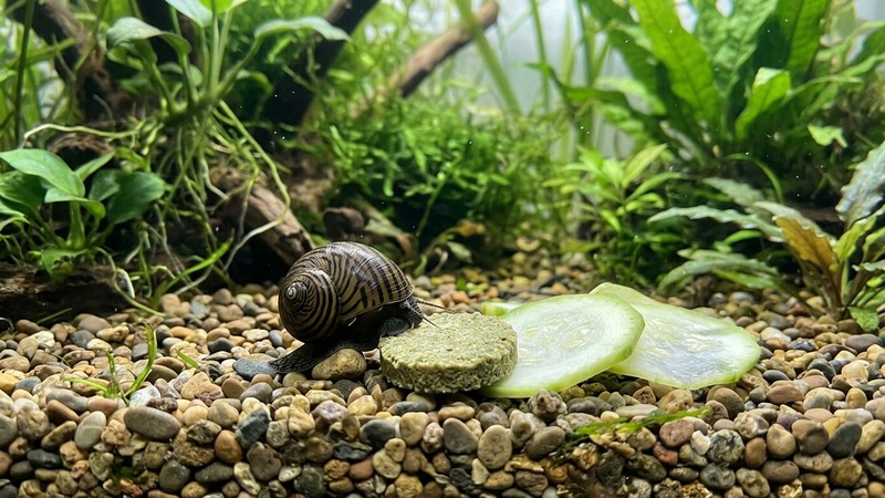 una oblea vegetal redonda y unas rodajas de calabacín escaldado apoyadas en la grava de un acuario cristalino con un caracol nerita acercándose a comer