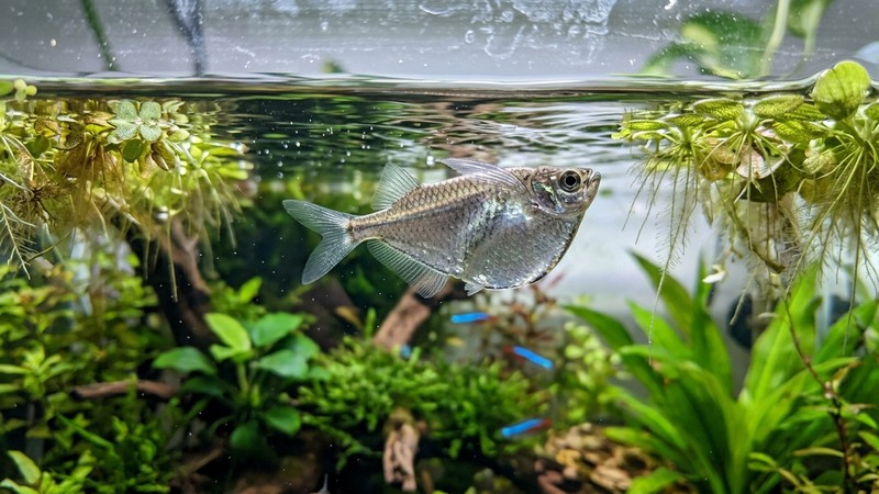 un pez hacha de perfil plateado y alto nadando muy cerca de la superficie del agua de un acuario plantado, con la línea del agua visible por encima y plantas flotantes a los lados, reflejos suaves en la superficie