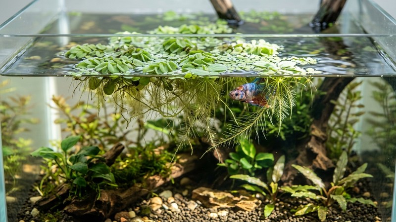 la superficie de un acuario cubierta parcialmente por plantas flotantes verdes con raíces colgantes, que proyectan sombra sobre el agua cristalina, con algún pez pequeño asomando bajo la sombra, ambiente tranquilo
