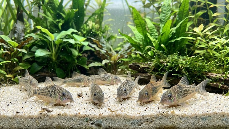 un grupo de corydoras apoyadas y rastreando sobre un fondo de arena clara y fina en un acuario plantado, con sus barbillas visibles buscando comida, plantas verdes al fondo y agua transparente