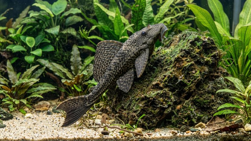un pleco adherido con su boca a una roca cubierta de algas dentro de un acuario plantado, cuerpo moteado y aletas extendidas, sustrato de arena al fondo y agua transparente