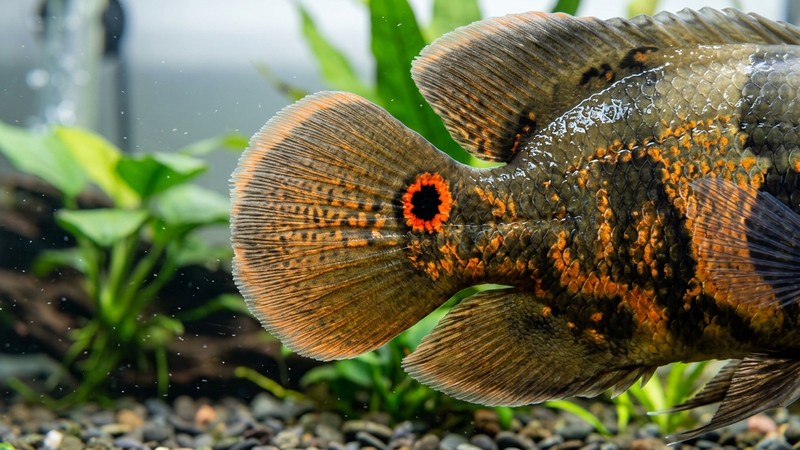 un primer plano de la cola de un pez óscar sano donde se aprecia con detalle la mancha redonda que parece un ojo, dentro de un acuario limpio y luminoso
