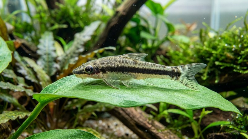 un primer plano de un otocinclo mostrando la banda negra que recorre su costado desde el ojo hasta la cola, sobre una hoja verde ancha en un acuario limpio