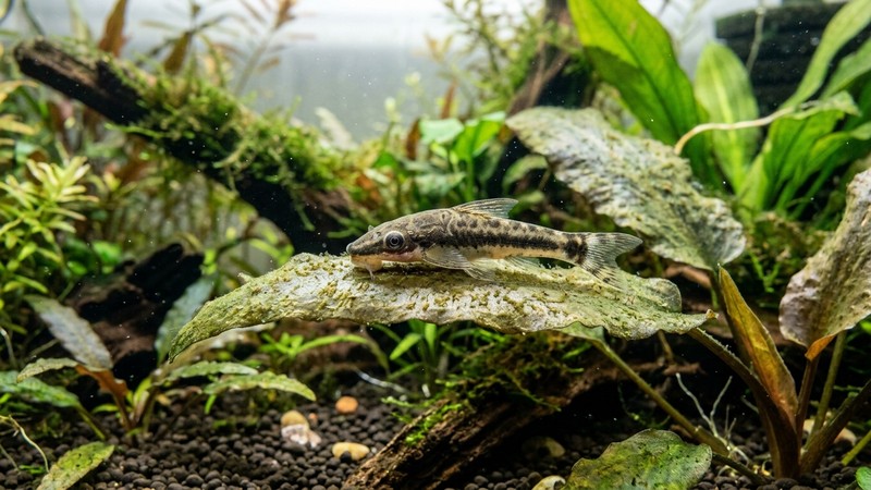 un otocinclo con su boca de ventosa raspando el biofilm de una hoja ancha dentro de un acuario plantado de agua transparente