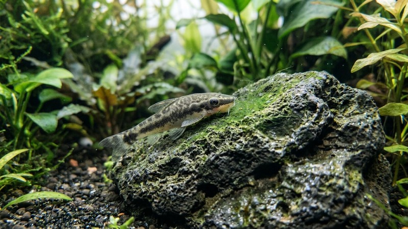 una fina capa de algas verdes creciendo sobre una roca en una zona discreta de un acuario plantado, con un otocinclo acercándose a ella
