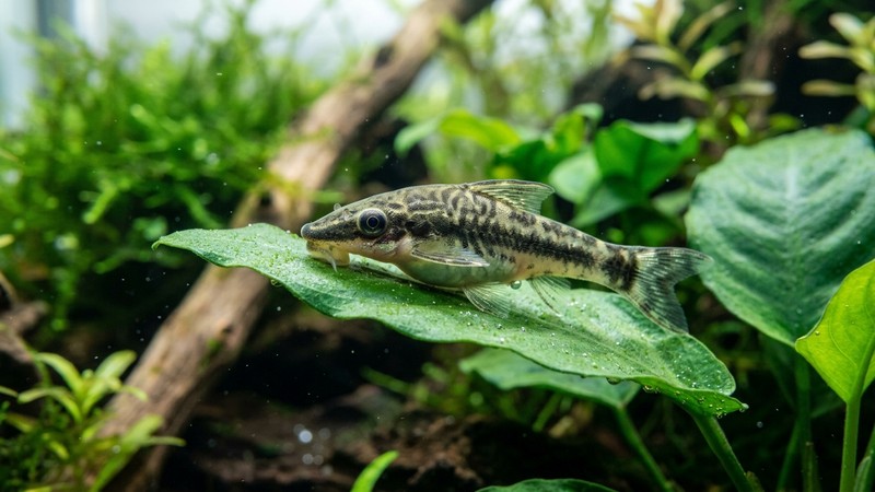 un primer plano de un otocinclo sano de vientre redondeado y bien alimentado posado sobre una hoja verde en agua cristalina